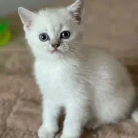 گربه بریتیش