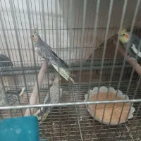 جفت عروس با جوجه|پرنده|اردکان, |دیوار