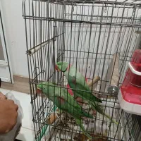 شاه طوطی مولد سخنگو