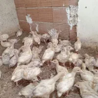 جوجه بوقلمون بیوتی گوشتی