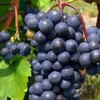 افزایش درآمد کشاورز و باغدار( ارگانیک)|خدمات باغبانی و درختکاری|تهران, وردآورد|دیوار