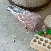 کبوتر سرور نر|پرنده|اصفهان, طامه|دیوار