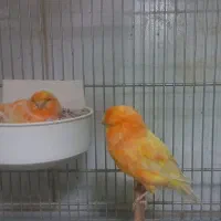 قناری جفت برفکی کرست مولد