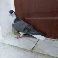 کبوتر دمگیر دوبحر ماده گرفتنی|پرنده|خمینیشهر, |دیوار
