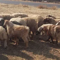 بزغاله نر جوان|حیوانات مزرعه|فیروزآباد, |دیوار