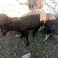 دو عدد یکی تقلی یکی میش زاییده در سرخس