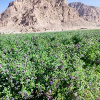 بذر یونجه رنجر آمریکایی|خدمات باغبانی و درختکاری|ارسنجان, |دیوار