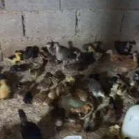 فروش جوجه مرغ و جوجه اردک