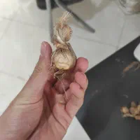 پیاز زعفران ممتاز