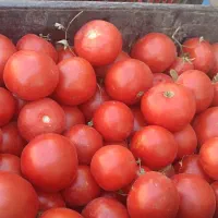 گوجه دستچین فریمان|خوردنی و آشامیدنی|مشهد, فاطمیه|دیوار