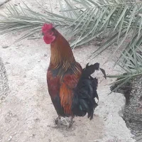 چند عدد خروس یک ساله محلی حنایی|حیوانات مزرعه|اهرم, |دیوار