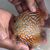 ماهی دیسکس|ماهی|اندیشه, شهرک صدف|دیوار