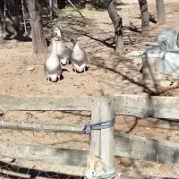 قوغاز خاکستری نر|حیوانات مزرعه|رزن, |دیوار