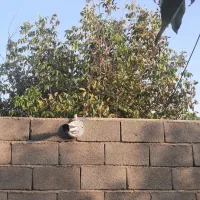 نصب و راه‌اندازی  و احیا  دوربین مداربسته و دزدگیر