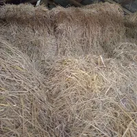فروش کاه یا سرچیناه بسته بندی شده