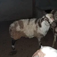 بره قوچ یک ساله پلنگی|حیوانات مزرعه|نهاوند, |دیوار