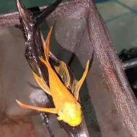 ماهی با آکواریوم،پایه