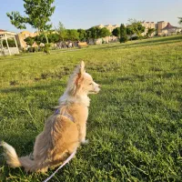 واگذاری سگ نژاد پامر/شیتزو