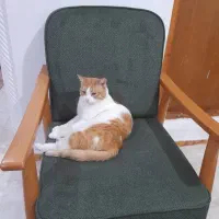 واگذاری گربه در رشت