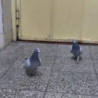 کبوتر پلاکی