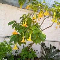 اجاره سویئت ویلایی با پارکینگ نزدیک به ساحل|اجارهٔ کوتاه‌مدت آپارتمان و سوئیت|بندر انزلی, ساحل قو|دیوار