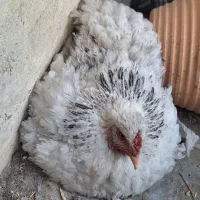مرغ برهما کرچ