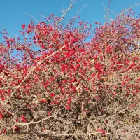 زالزالک تازه