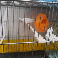 فنچ جوان مولد