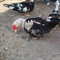 سلام اردک خارجی سرحال وسالم تمیز اورگانیک|حیوانات مزرعه|مینودشت, |دیوار