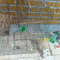 سه تا قفس (سهره و قناری)+مقداری وسیله/معاوضه