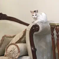 واگذاری گربه دی اس اچ