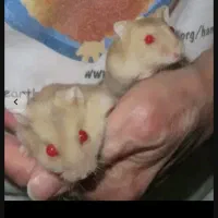 همستر ۷تا بچه بهمراه۱مادر