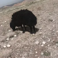 شیشک قوچ هترو