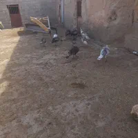 بقلمون|حیوانات مزرعه|شیروان (خراسان), |دیوار