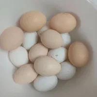 تخم نطفه دار گلین