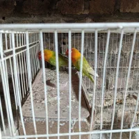 طوطی کوتوله