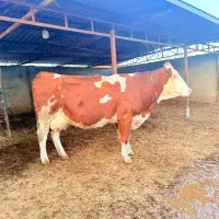 گاو قرمز تلقیح شده شیری|حیوانات مزرعه|بندر ترکمن, |دیوار