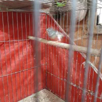 فنج ماده|پرنده|خمینیشهر, |دیوار