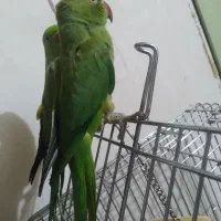 ملنگو یک ساله ماده نیمه دستی، عروس هلندی |پرنده|طرقبه, |دیوار