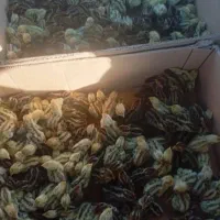 جوجه بلدرچین  ژاپنی