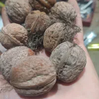 گردو تازه و درجه یک درشت و پوست کاغذی|حراج|آستارا, |دیوار