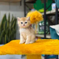 شهر اسکاتیش و بریتیش|گربه|تهران, اختیاریه|دیوار