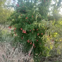 باغ انار ۴ ساله