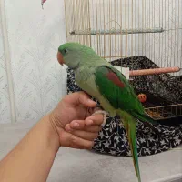 طوطی|پرنده|بناب, |دیوار