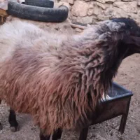 قوچ|حیوانات مزرعه|کوهدشت, |دیوار