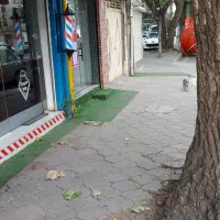 مغازه ۱۲ متری استقامت یک|اجارهٔ مغازه و غرفه|رشت, استقامت ۱|دیوار