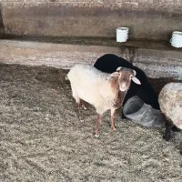 نر بره چاق پرواری