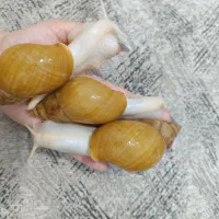 حلزون فروش ویژه