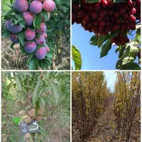 کف قیمت ها در مجموعه تولیدی ، نهالستان خرم نهال