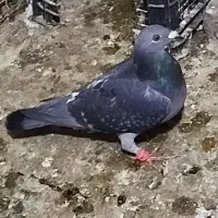 قره چاپی ماده|پرنده|مشهد, شهرک شیرین|دیوار